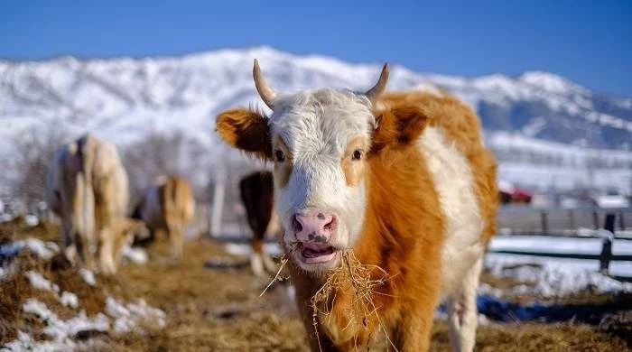 Агафью Коровницу, Голодуху православные отмечают 18 февраля 2025 года