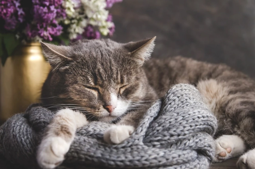 Разумное объяснение: почему кошки на самом деле так любят лежать на вещах хозяев