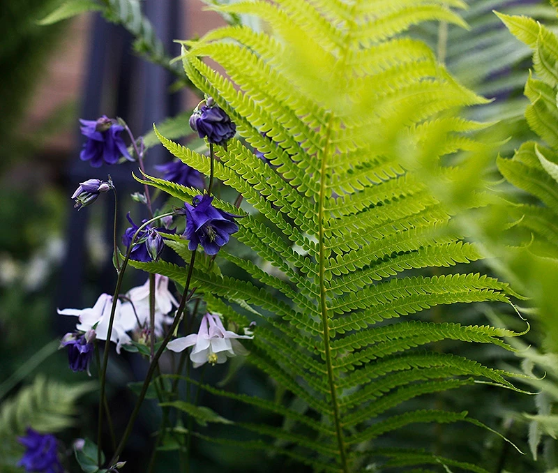 Как сделать затененный участок зеленым: этим цветам, кустарникам и деревьям не нужно солнце