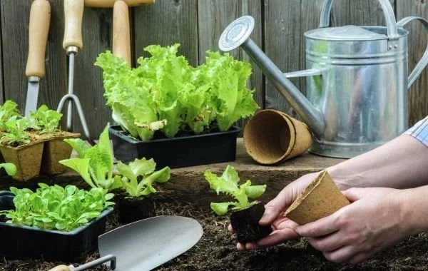 Лунный календарь садовода и огородника на неделю с 21 по 27 апреля 2025 года: полезные советы для дачников