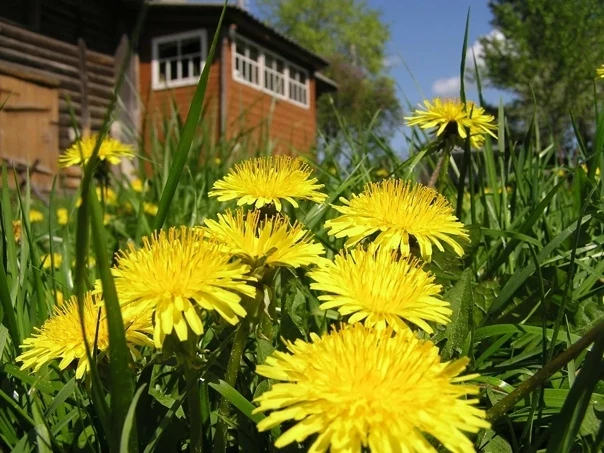 Что нужно сделать на даче, чтобы навсегда избавиться от одуванчиков