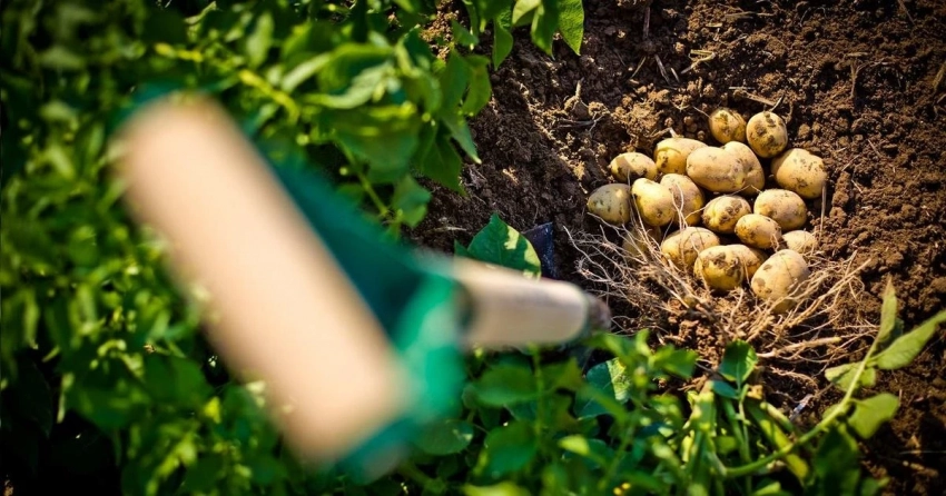 Вполне реально: как получить два урожая картофеля за сезон