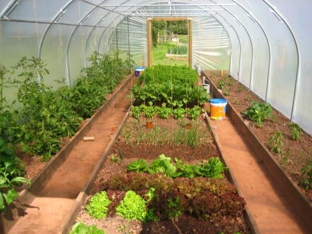 Правила планировки грядок в теплице для хорошего урожая