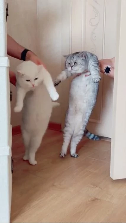 Вирусная «Гуцулка», или Почему нельзя поднимать кошек и собак за передние лапы