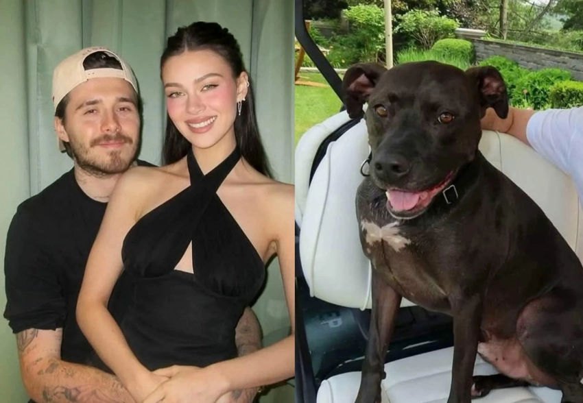 Сделал инвалидом и обезобразил: домработница подала в суд на родителей Николы Пельтц, жены Бруклина Бекхэма, из-за нападения питбуля