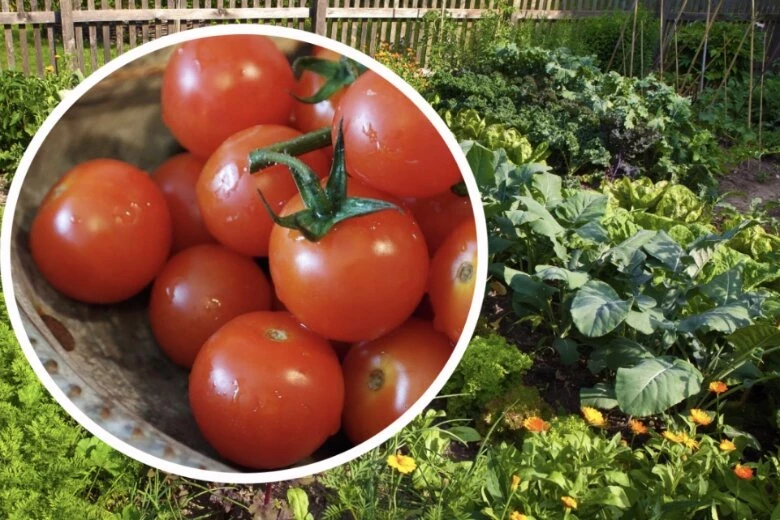 Какие культуры нельзя сажать рядом с помидорами, а какие можно