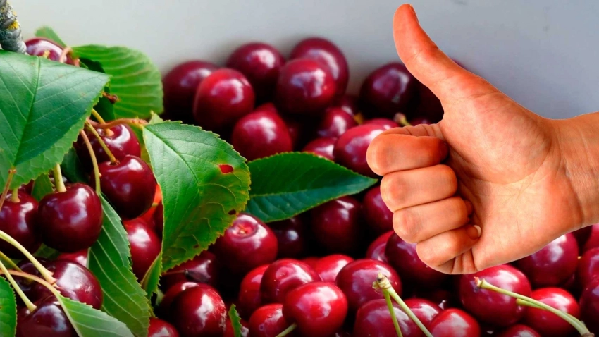 Какое количество черешни врач рекомендует съедать в день без вреда для здоровья