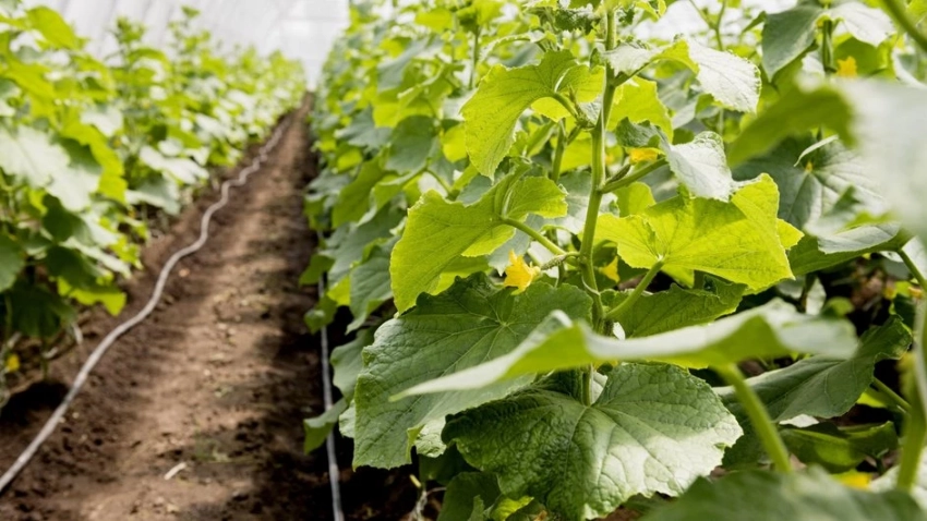 Чего терпеть не могут огурцы: семь ошибок, которые лучше избегать