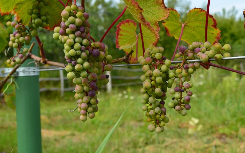 Как защитить виноград от ос и воробьев: 3 креативных подхода