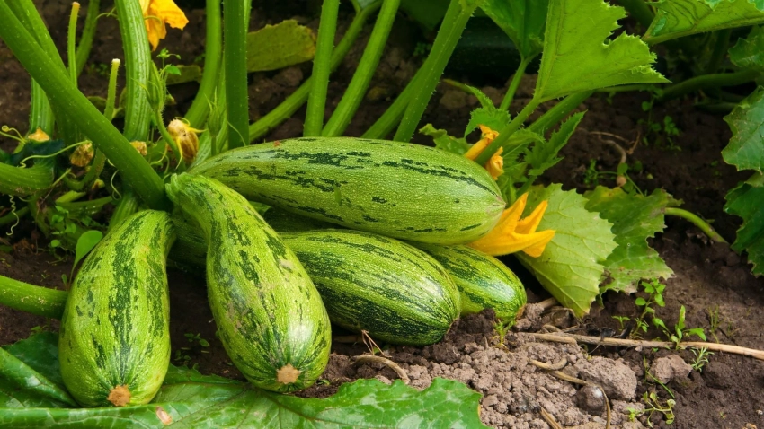 Какой смесью нужно подкормить кабачки в июне, чтобы было в два раза больше завязей
