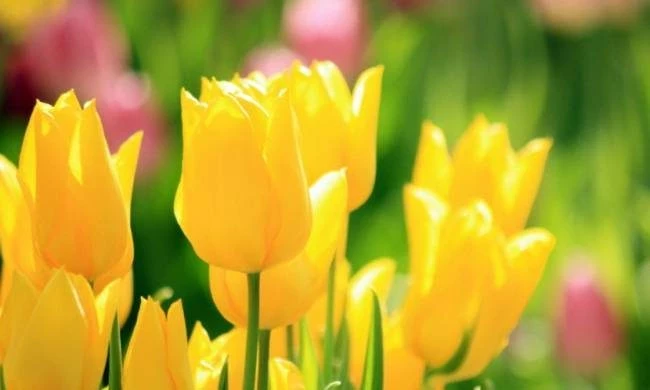 День Акилы, Дозоры 27 июля 2025 года своими приметами, традициями и поверьями