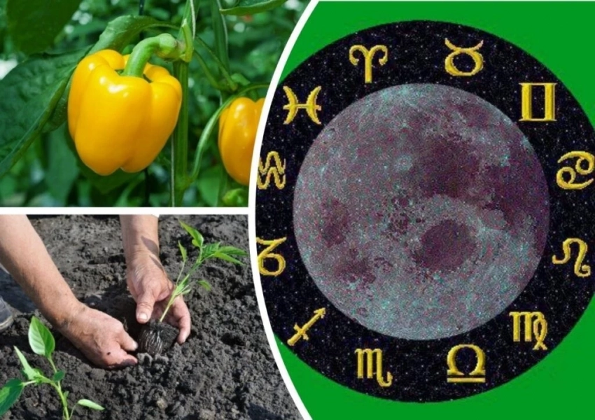 Какие дни июля 2025 года самые благоприятные для работы в огороде: календарь дачника