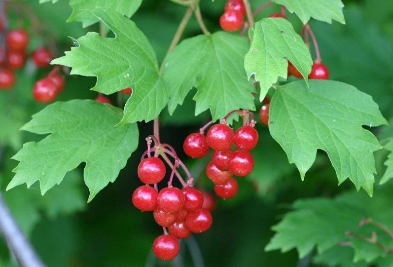 Приметы и поверья 11 августа 2025 года связаны с празднованием дня Каллиника Килийского