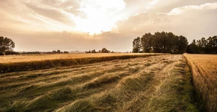 Праздник Степана Сеновала отмечается 15 августа 2025 года