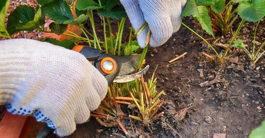 Как и когда нужно обрезать клубнику после сбора урожая