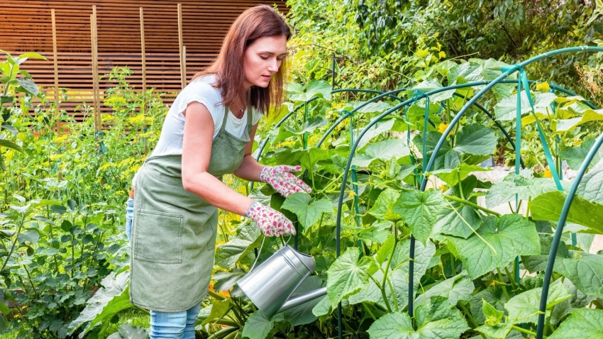 Правила полива огурцов в августе: как сохранить урожай до первых заморозков